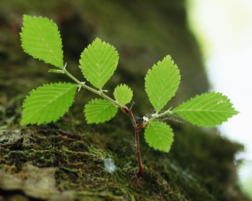 Lapai,  Abstraktus,  Pavasaris,  Mediena