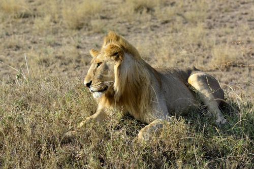 Liūtas, Amboseli, Afrika, Gyvūnas, Kenya, Safari, Nacionalinis Parkas, Gyvūnai, Serengeti, Tarangire, Tanzanija, Tsavo
