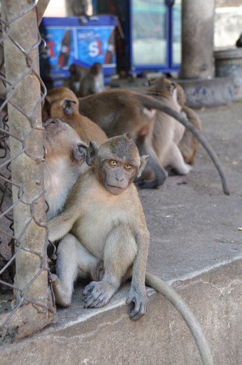 Beždžionė, Tailandas, Gyvūnas