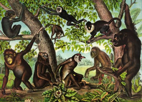 Iliustracijos,  Clip & Nbsp,  Menas,  Iliustracija,  Grafika,  Vintage,  Senovinis,  Menas,  Gyvūnai,  Laukiniai,  Laukinė Gamta,  Laukinis & Nbsp,  Gyvenimas,  Beždžionės,  Medžiai,  Gamta,  Beždžionės,  Primatai,  Beždžionės
