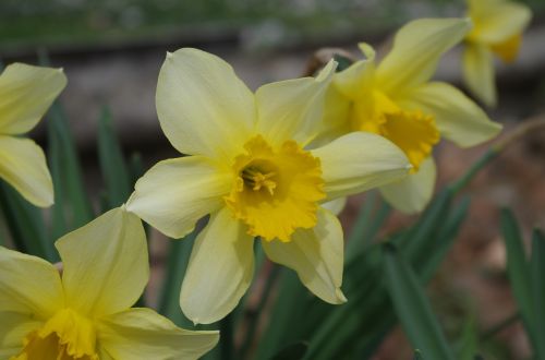 Narcizas, Geltona, Gėlė, Augalas, Pavasaris