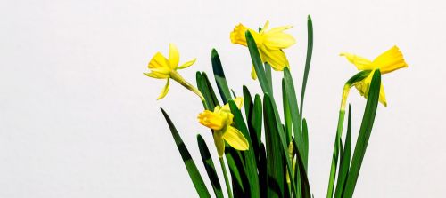 Narcizas, Geltona, Gėlė, Išsamiai