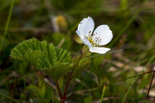 Iš Pobūdį,  Gėlė,  Multeblomst