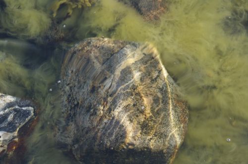 Vandenynų Grindys, Akmuo, Seagrass