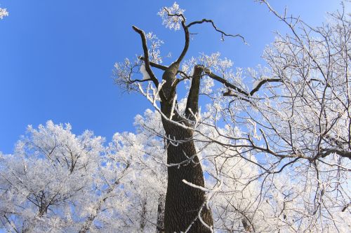 Žiema, Medis, Rūmų Ansamblis Tsarskoe Selo, Sniegas, Šaltis