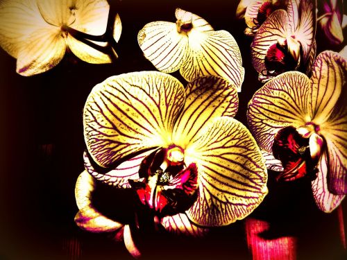 Falanopiso Orchidėja, Kūrybingas, Gyvybinga Spalva, Ruduo, Gėlė