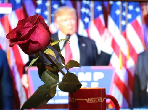 Prezidentas, Pasveikinimas, Rožė, Emocijos, Gėlė