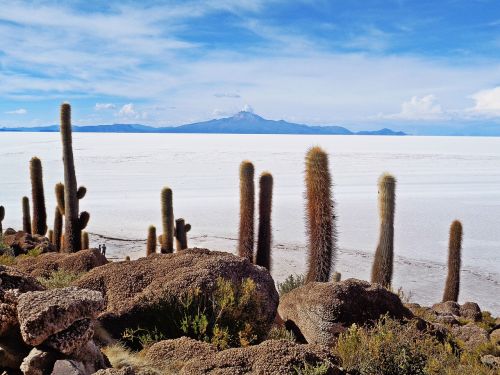 Salar De Uyuni, Uyuni, Druskos Dykuma, Kaktusai, Bolivija