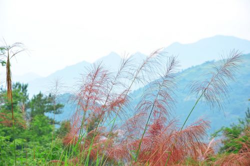 Kraštovaizdis, Zhai Liao Creek, Kalnas, Nendrė, Gamtos Kraštovaizdis