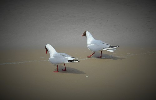 Seagulls,  Vaikščioti Ant Paplūdimio,  Paukščiai,  Baltijos Jūra,  Jūra,  Papludimys