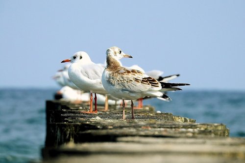 Seagulls,  Baltijos Jūra,  Vasara,  Molas