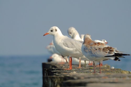 Seagulls,  Baltijos Jūra,  Krantas,  Paukščiai,  Gyvūnai