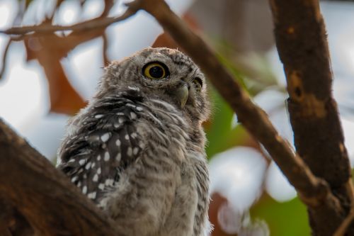 Dėmėtoji Owlet, Atėne Brama, Dėmėtoji Owlet, Paukštis, Pietryčių Asia Paukštis, Owlet