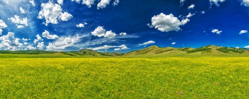 Gėlių Slėnis, Trollius Parsisiuntimas, Birželis, Bogarto Kaimas, Mongolija