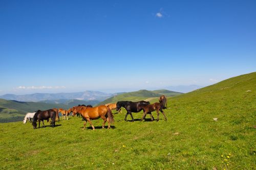 Didžiulis, Kalnas, Arklys