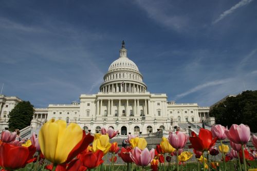 Baltieji Rūmai, Vašingtonas, Tulpės