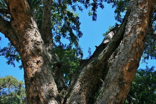 Medis,  Acacia,  Aštrus,  Filialai,  Storas,  Atspalvis,  Storosios Šaknys Akacijos Spygliuočių Medžių