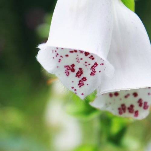 Antgalis, Gėlė, Žiedas, Žydėti, Augalas, Uždaryti, Gamta, Cinquefoil, Sodas, Gėlių Sodas, Flora, Balta, Žydėti, Vasara