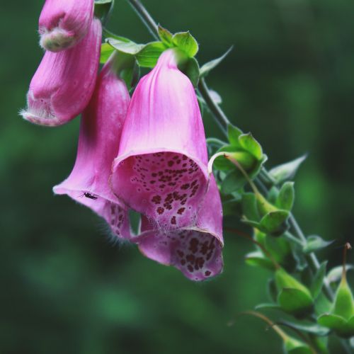 Antgalis, Gėlė, Žiedas, Žydėti, Augalas, Uždaryti, Gamta, Cinquefoil, Sodas, Gėlių Sodas, Flora, Rožinis, Žydėti, Vasara