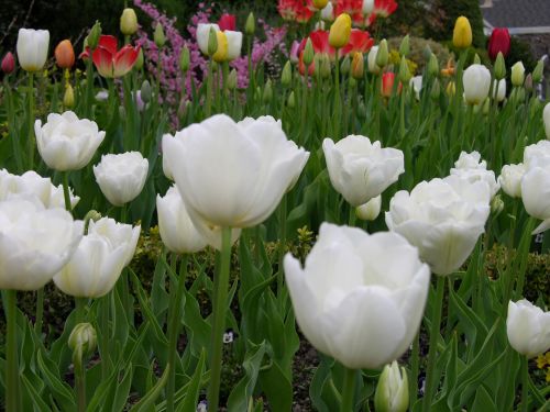 Tulpės,  Sodas,  Šių Metų Pavasario Žydėjimas