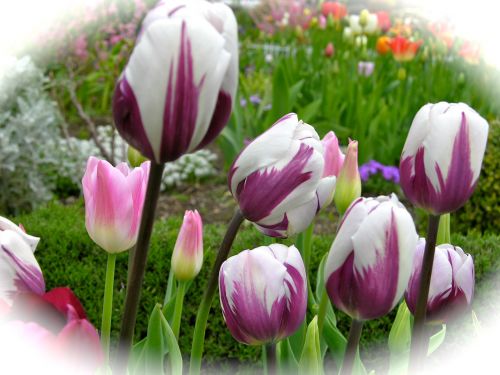 Tulpė,  Sodas,  Katė,  Šių Metų Pavasario Žydėjimas