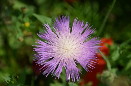 Drakonas, Violetinė, Gėlė, Žiedas, Žydėti, Gamta, Uždaryti, Violetinė, Laukinė Gamta, Pieva