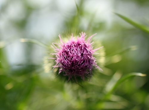 Drakonas, Grožis, Rožinis, Violetinė, Budas, Botanikos, Žiedas, Flora, Sodas, Žalias, Lapai, Natūralus, Gamta, Augalas, Lauke, Lauke, Vasara, Erškėčių, Piktžolių, Laukiniai, Wildflower, Spalva, Galva