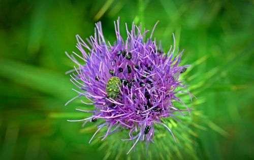 Drakonas, Drakoninės Gėlės, Uždaryti, Grünrüssler-Phyllobius Pomaceus, Vabalas, Vabzdys, Žalias Vabalas, Augalas