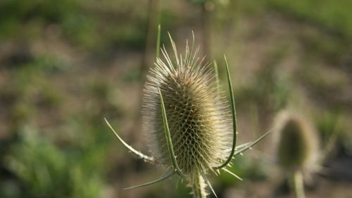 Drakonas, Žiedas, Žydėti, Augalas