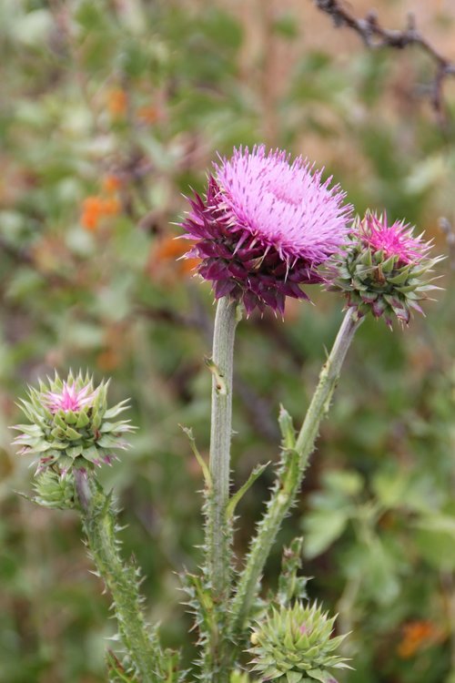 Thistle,  Floros,  Augalų,  Pobūdį,  Idaho,  Pavasaris,  Gėlė,  Laukinis