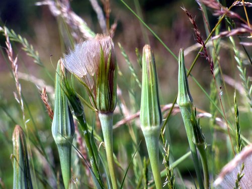 Thistle,  Gėlė,  Pobūdį,  Augalų,  Makro,  Strypas,  Lapai