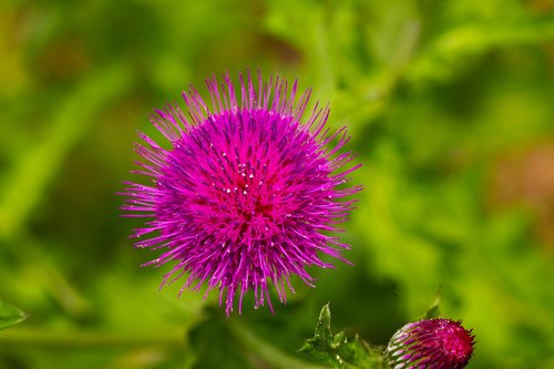 Thistle,  Wildflower,  Gėlės,  Augalai,  Pobūdį,  Meadow,  Violetinė