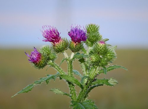 Thistle,  Pobūdį,  Gėlė,  Startukai