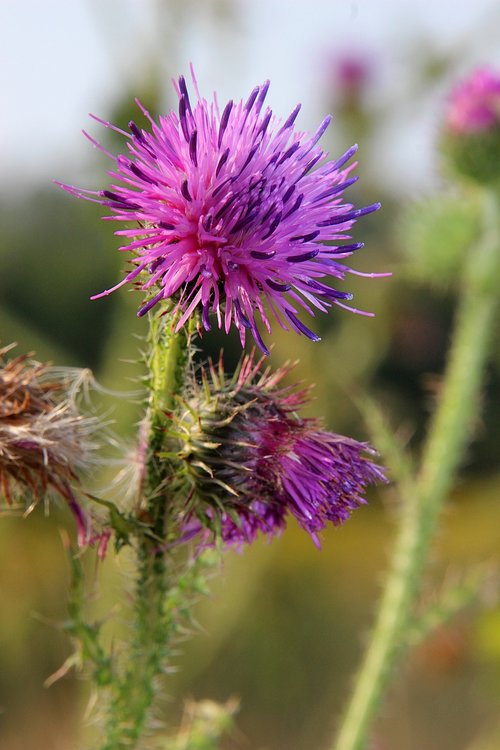 Thistle,  Violetinė,  Rytas