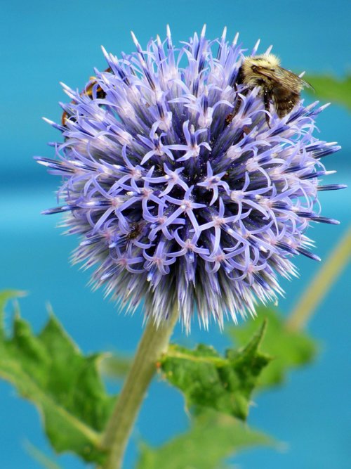 Thistle,  Gėlė,  Pobūdį,  Keblus,  Vasara,  Sodas,  Vabzdžiai