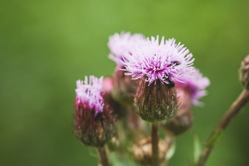 Drakonas,  Šliaužti,  Wildflower,  Gėlė,  Gyvenimas,  Scena,  Taikus,  Gėlių,  Gamta,  Tarpininkavimas,  Ramus