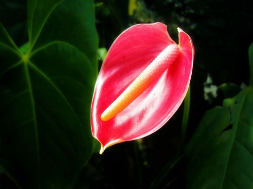 Torio Gėlė, Gėlė, Tropinės Gėlės, Šri Lanka, Mawanella, Ceilonas