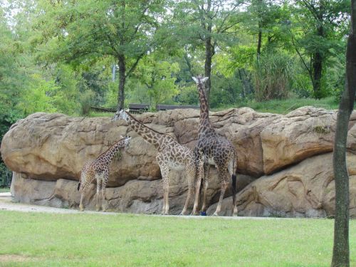 Žirafa,  Gyvūnas,  Zoologijos Sodas,  Trys Žirafos