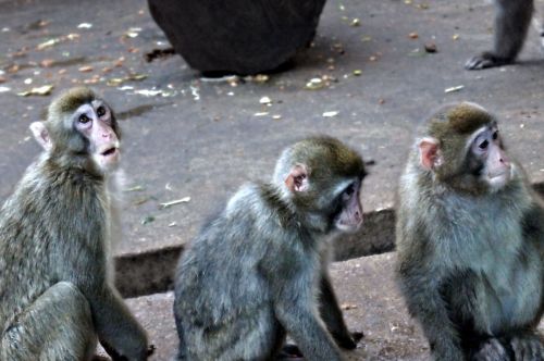 Trys,  Beždžionės,  Nuotrauka,  Trys Beždžionės