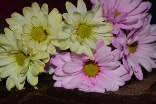 Daisy,  Spalvinga,  Gėlė,  Trys Geltonos Rožinės Daržinės Floros Makro