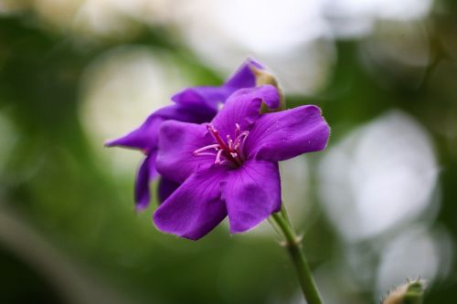 Tibouchina, Gėlė, Violetinė, Gamta, Sodas, Augalas