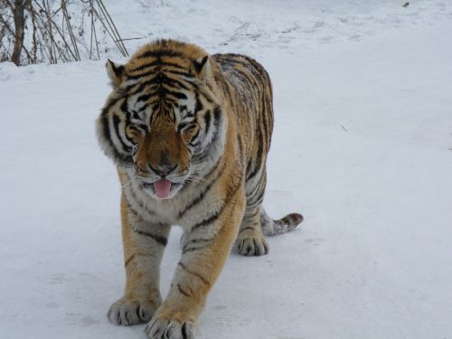 Sibiro Tigras, Harbin, Žiema, Sniegas, Katė