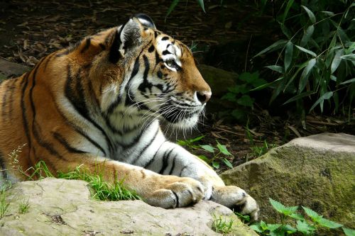 Tigras, Zoologijos Sodas, Katė, Plėšrūnas