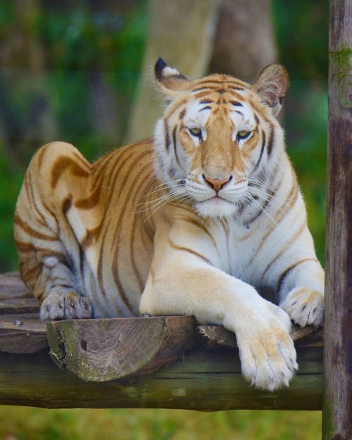 Tigras, Pietų Afrika, Jūros Vaizdai, Liūto Parkas