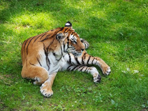 Tigras, Katė, Serengeti Parkas, Plėšrūnas, Tiergarten, Vokietija