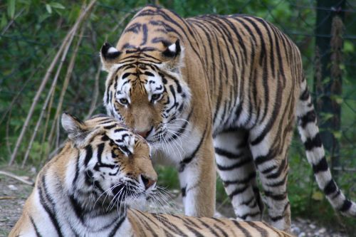 Tigras, Gyvūnai, Plėšrūnas, Katė, Zoologijos Sodas