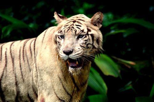 Tigras, Zoologijos Sodas, Laukiniai, Laukinė Gamta, Plėšrūnas, Mėsėdis, Žvėrys, Džiunglės, Juostelės, Dryžuotas, Tigras, Nykstantis, Zoologijos Sodai, Wildcat, Pavojingas