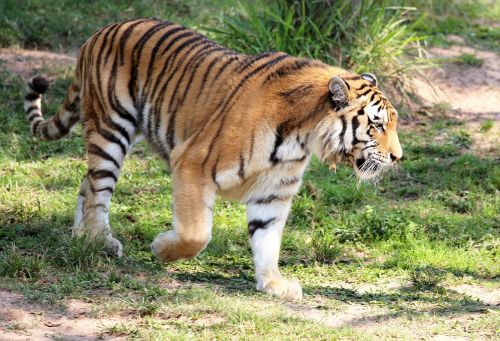 Tigras, Laukiniai, Žiūri, Vaikščioti, Zoologijos Sodas, Kačių, Mėsėdis, Profilio