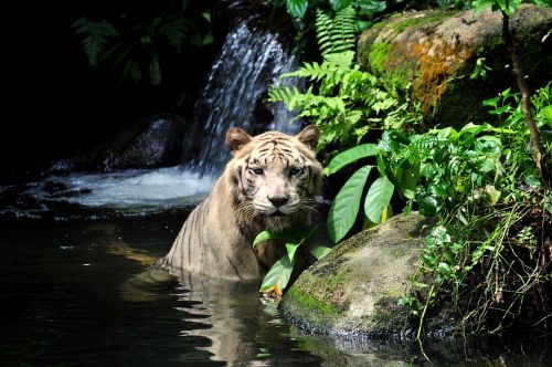 Tigras, Balta, Laukiniai, Plėšrūnas, Kačių, Zoologijos Sodas, Stiprus, Aistra, Ūsai, Singapūras