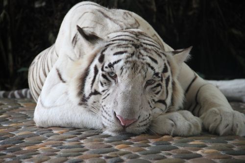 Tigras, Baltasis Tigras, Zoologijos Sodas, Gyvūnai, Gyvūnas, Gyvūnų Portretas, Gamta, Tailandas, Katė, Dryžuotas